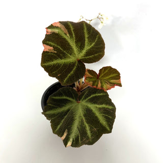 Begonia soli-mutata (variegated) [#1119]