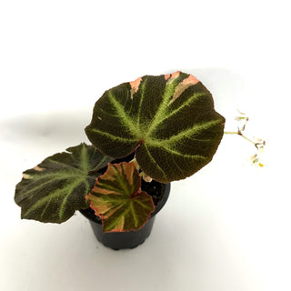 Begonia soli-mutata (variegated) [#1119]