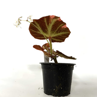 Begonia soli-mutata (variegated) [#1119]