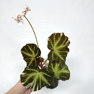 Begonia soli-mutata (variegated) [#1120]