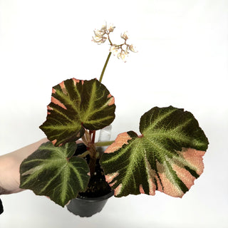 Begonia soli-mutata (variegated) [#1121]