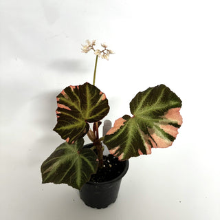 Begonia soli-mutata (variegated) [#1121]