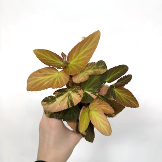 Begonia ‘Withlacoochee’ (Variegated) [#1122]