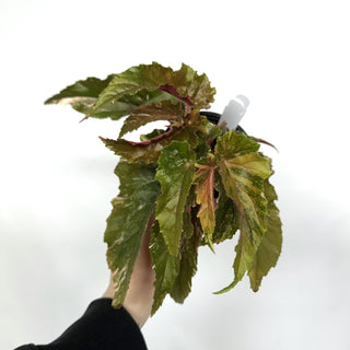 Begonia 'Ginny Galaxy' [#1127]