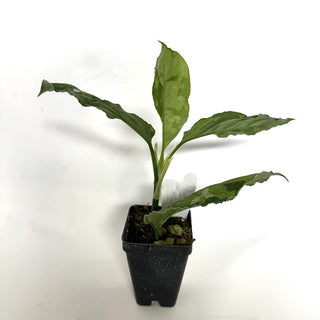 Aglaonema pictum tricolor (Non-TC) [#1131]