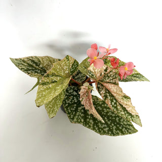 Begonia 'Snow Capped' (Variegated) [#1132]