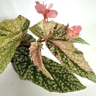 Begonia 'Snow Capped' (Variegated) [#1132]