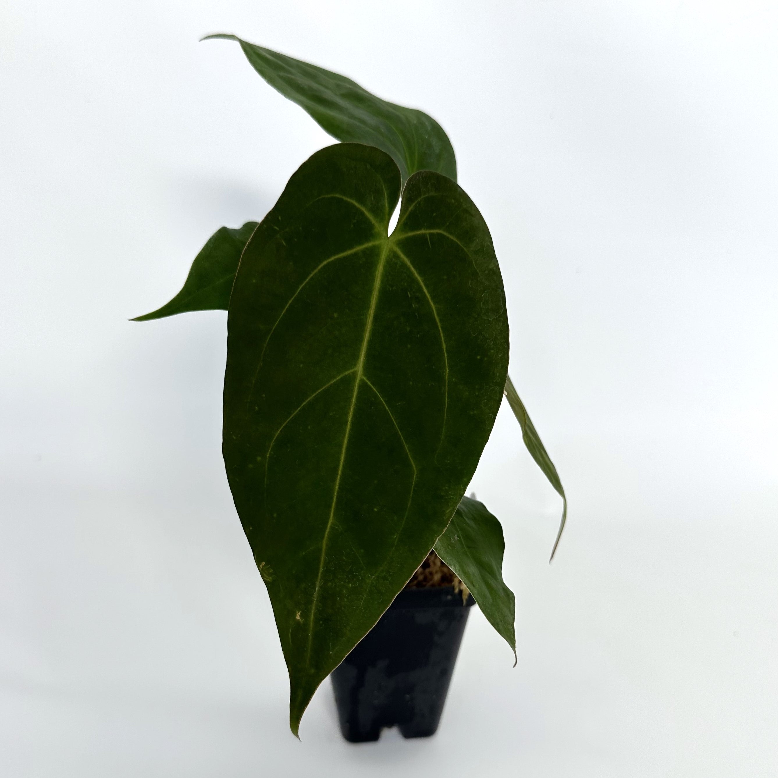 anthurium green sapphire Anthurium 'Zara'/'Michele' x magnificum verde – Steve's Leaves