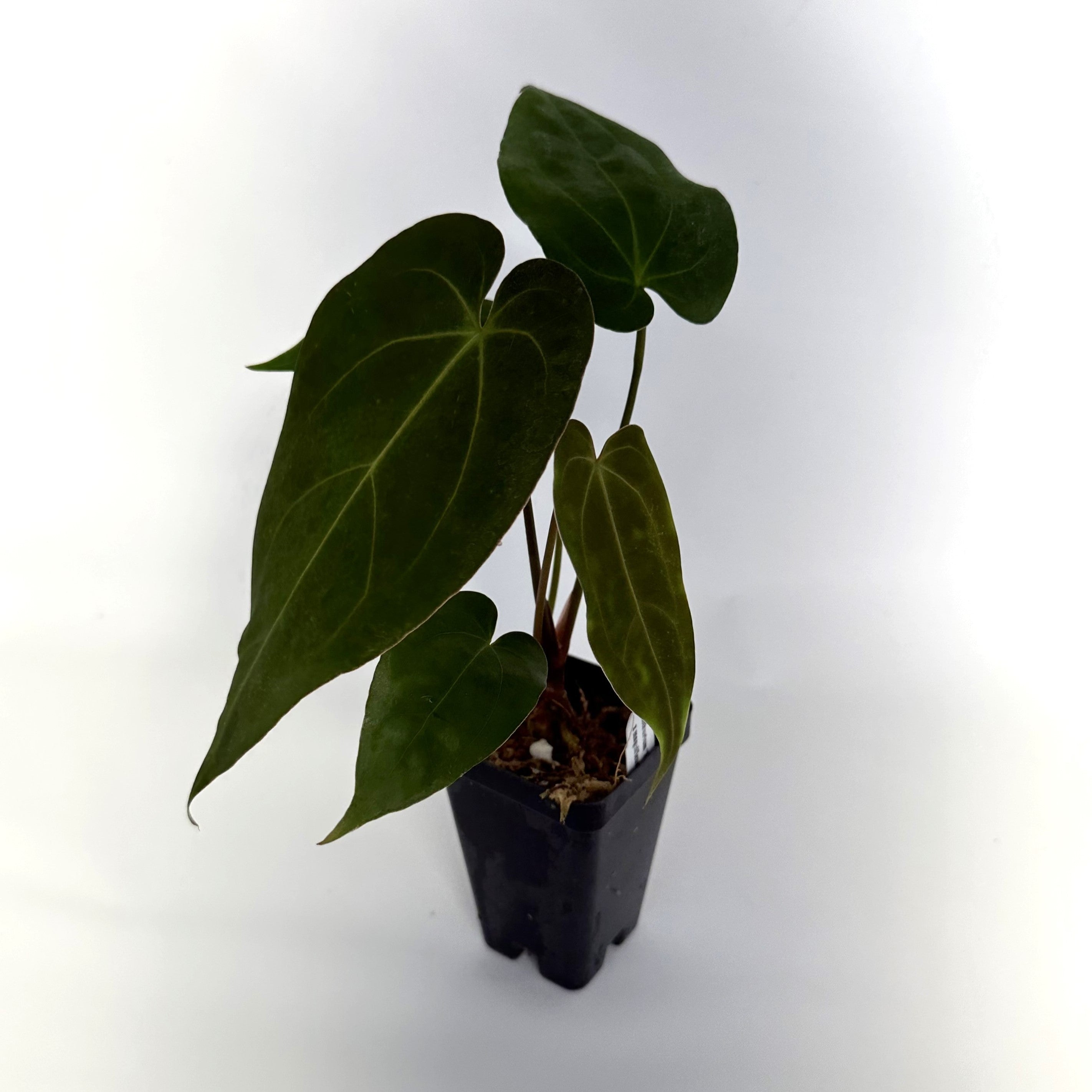 anthurium magnificum verde Anthurium 'Zara'/'Michele' x magnificum verde