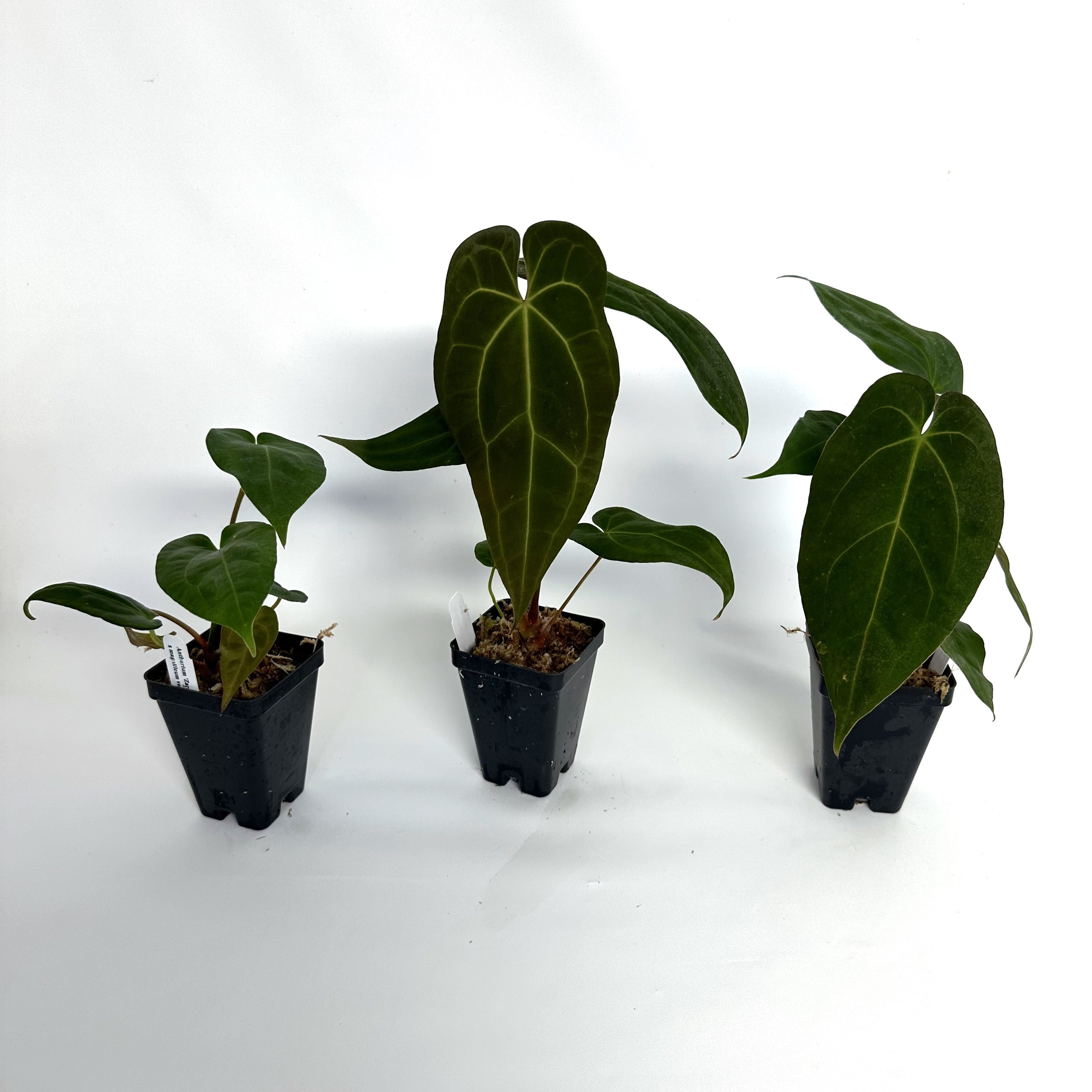 anthurium magnificum verde Anthurium 'Zara'/'Michele' x magnificum verde