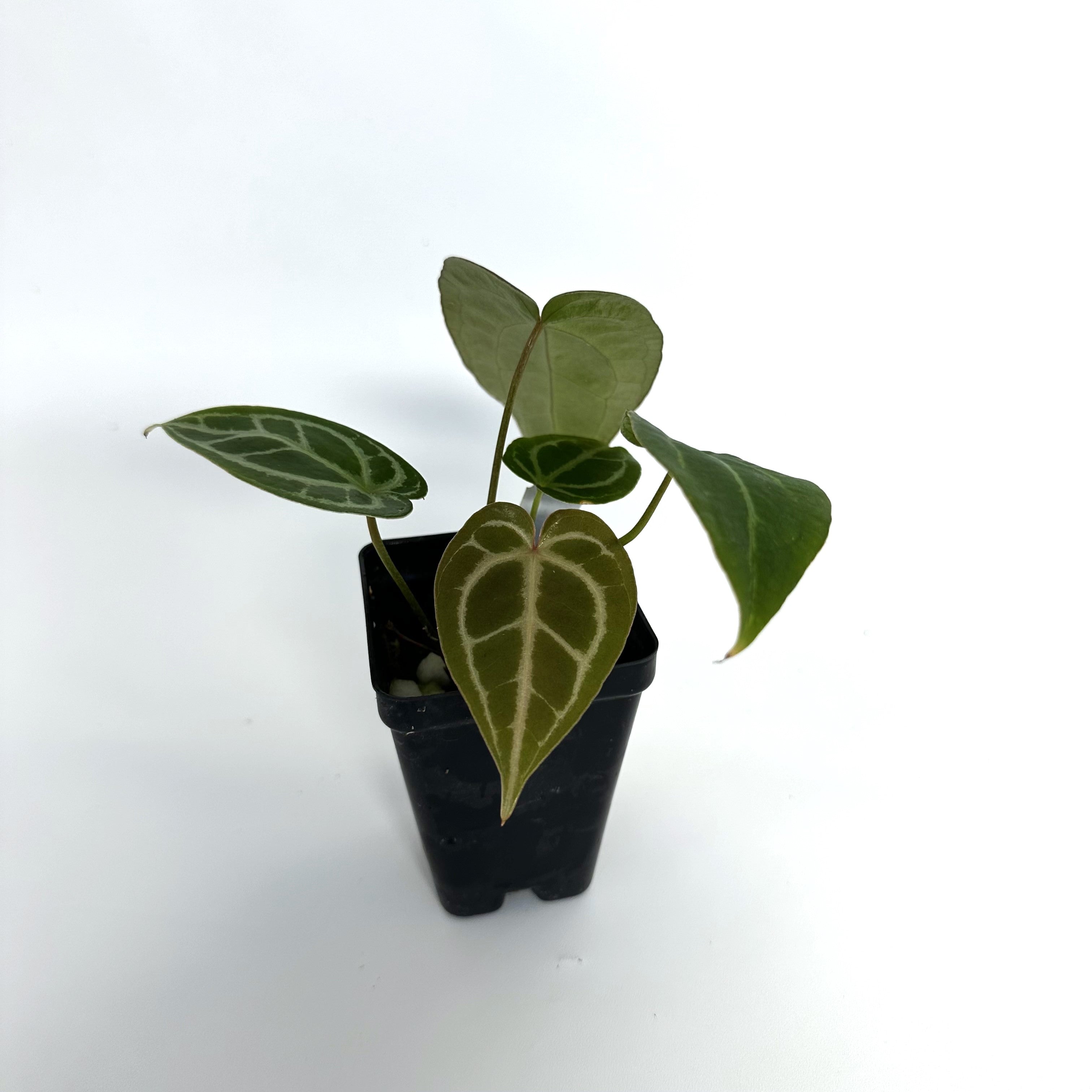 anthurium magnificum verde Anthurium magnificum verde x ‘Zara’