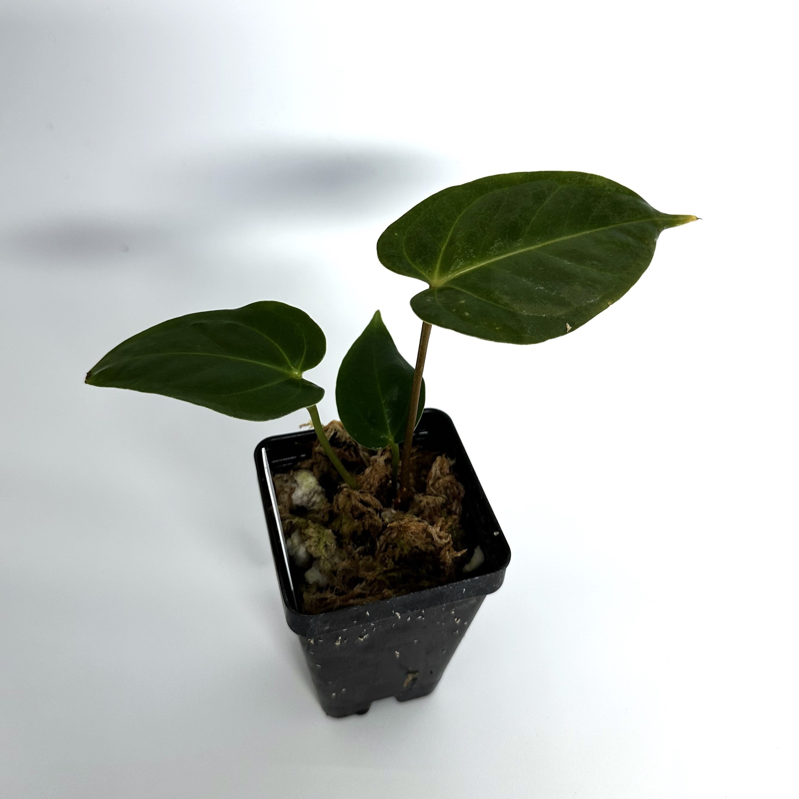 anthurium fairchild x luxurians Anthurium magnificum verde x Fairchild crystallinum/Red crystallinum