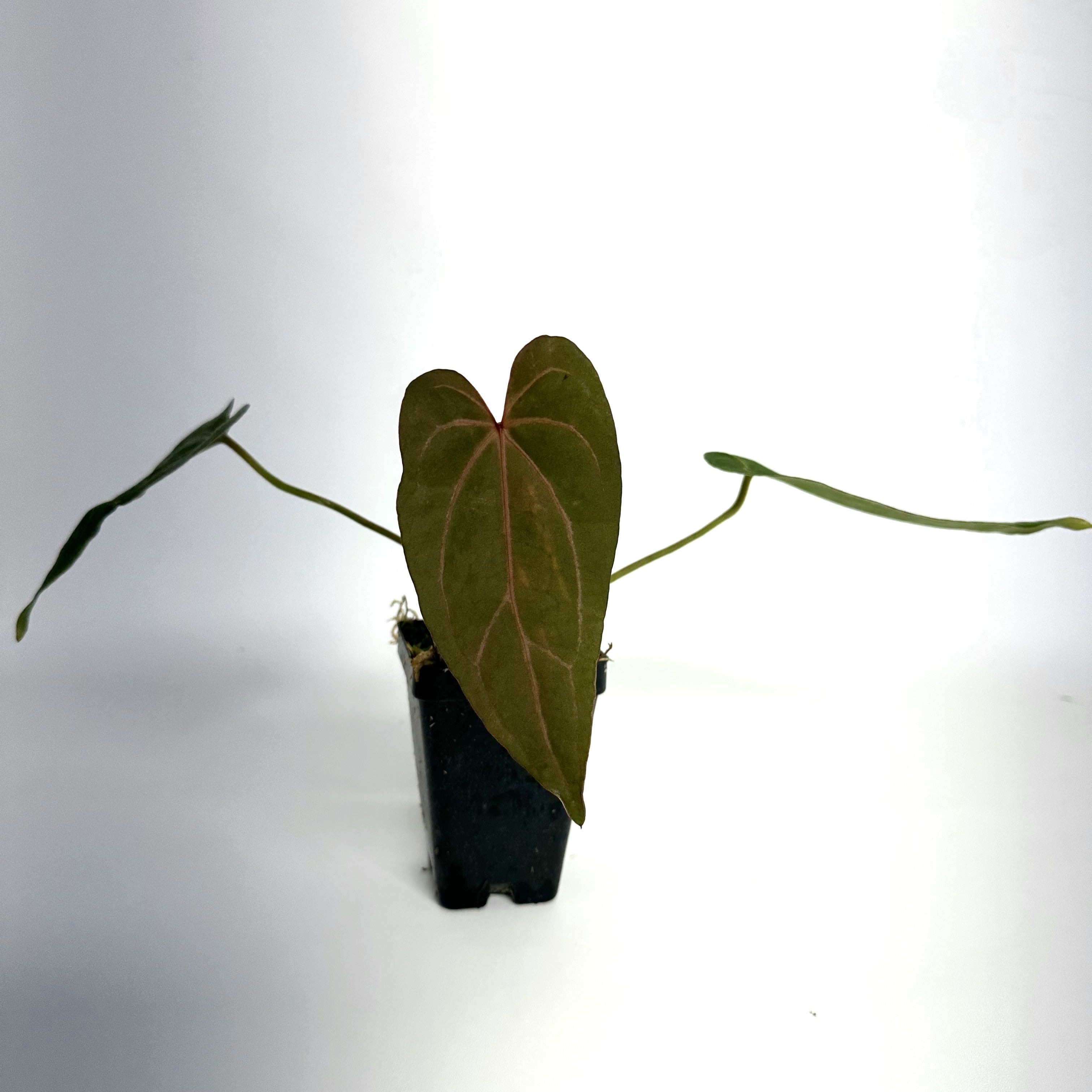 anthurium fairchild crystallinum Anthurium magnificum verde x Fairchild crystallinum/Red crystallinum