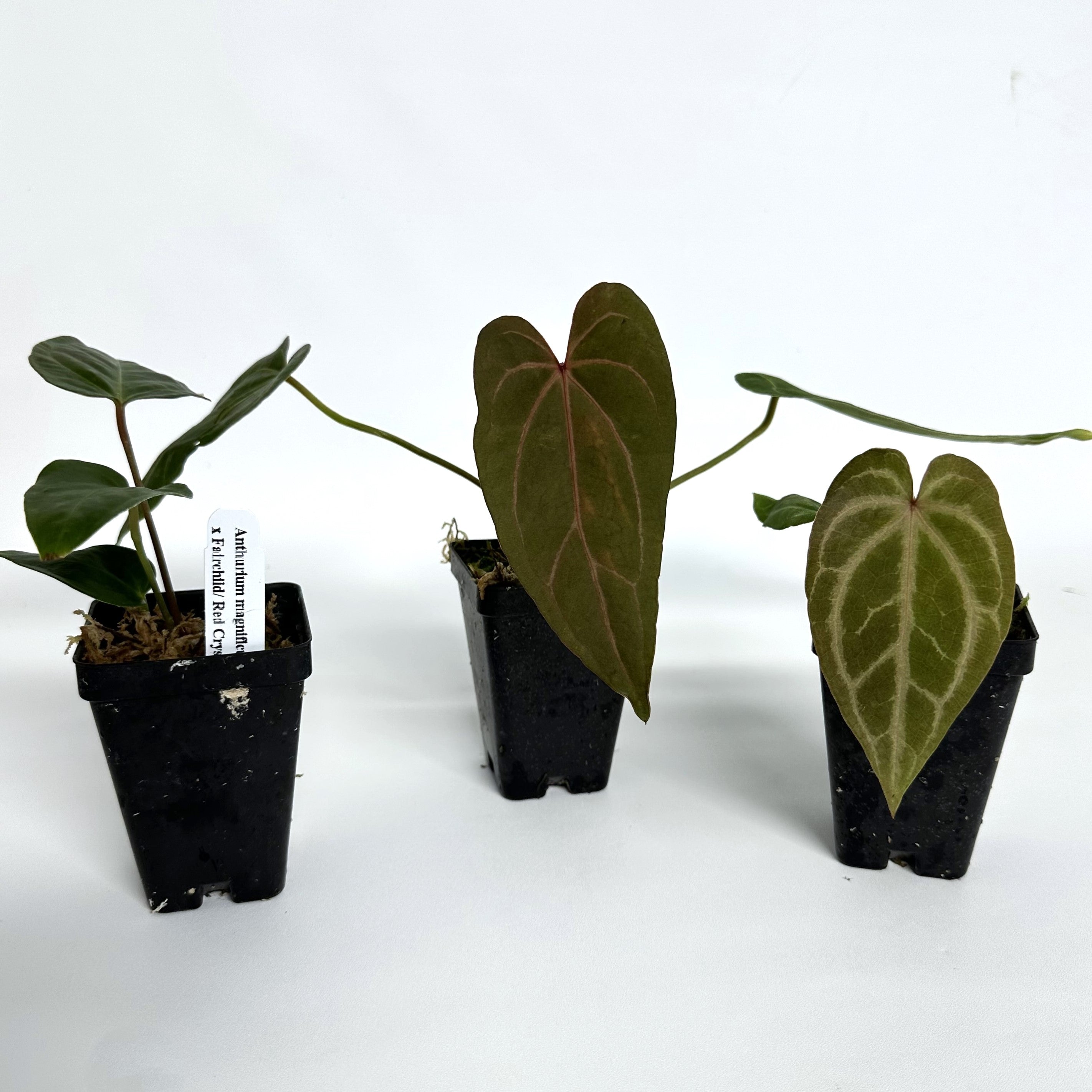 anthurium red magnificum x papillilaminum Anthurium magnificum verde x Fairchild crystallinum/Red crystallinum