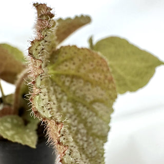 Begonia 'Confetti Yeti'