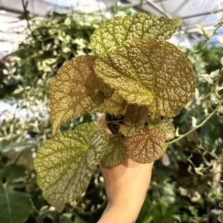 Begonia 'Confetti Yeti'