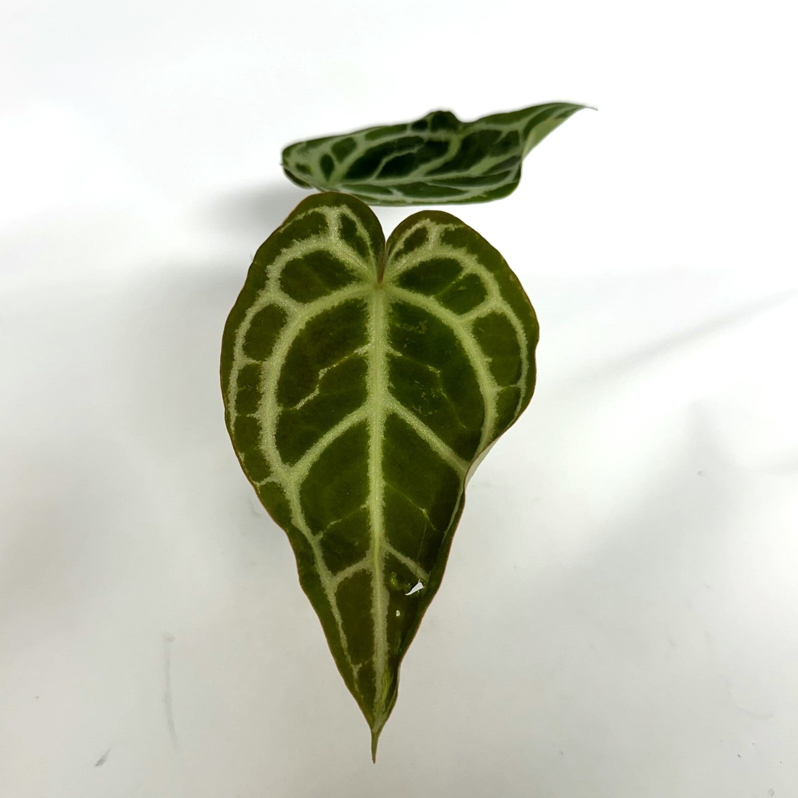 anthurium dreamweaver Anthurium 'Tezula Dreamweaver'/dorayaki x self