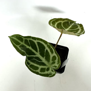 Anthurium 'Tezula Dreamweaver'/dorayaki x self