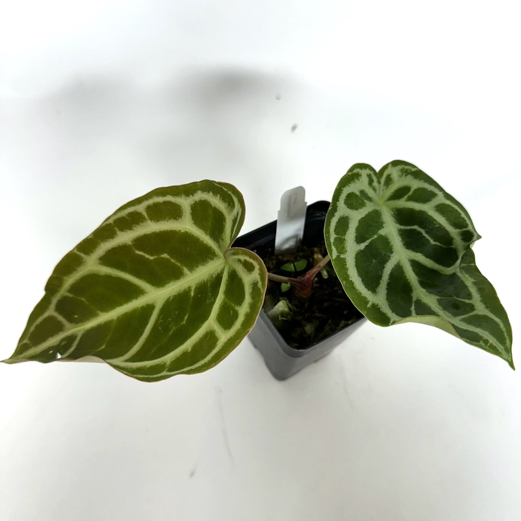 anthurium dreamweaver Anthurium 'Tezula Dreamweaver'/dorayaki x self