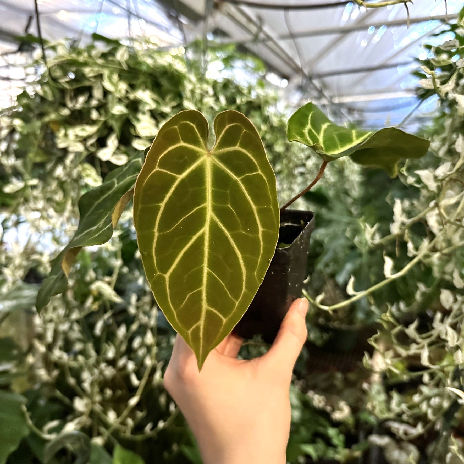 anthurium dreamweaver Anthurium 'Tezula Dreamweaver'/dorayaki x self
