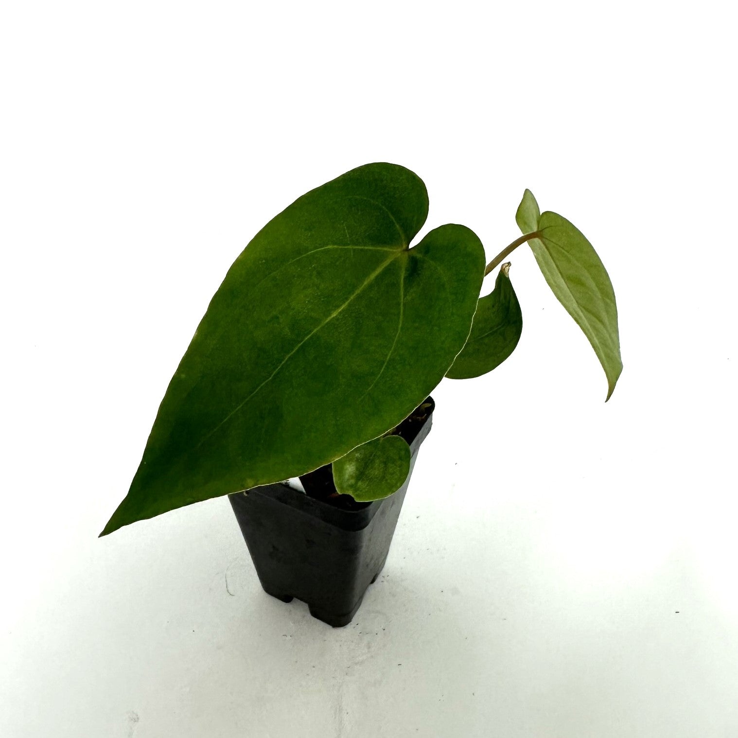 anthurium little boy Anthurium 'Wonder Boy' x 'Prince of Darkness' – Steve's Leaves