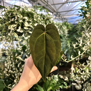 Anthurium 'Wonderboy' x 'Prince of Darkness'