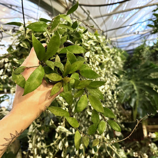 Hoya lacunosa 'Langkawi Island'