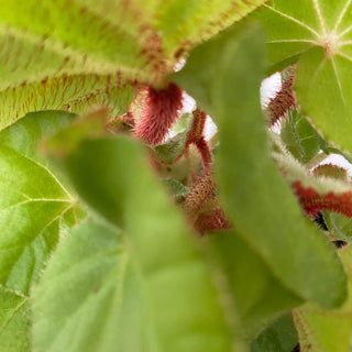 Begonia rubropilosa