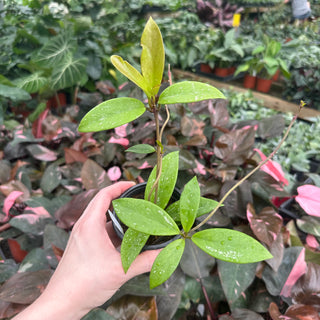 Hoya pubicalyx 'Reva'