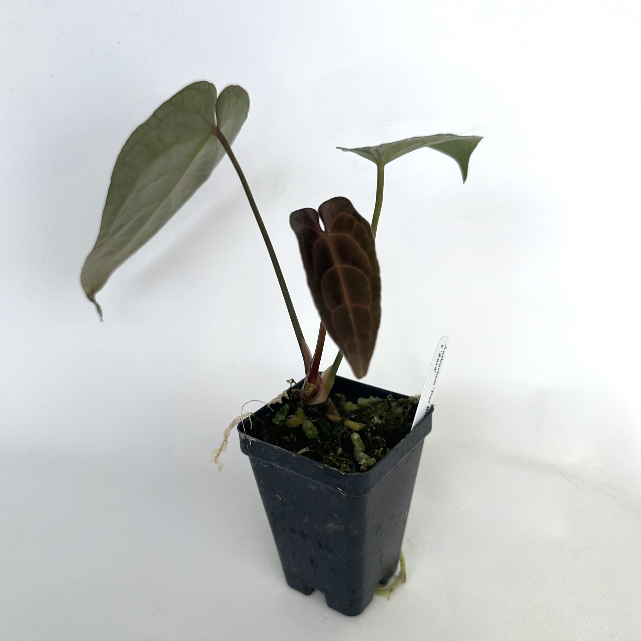 anthurium faustino& 39 Anthurium 'Doc Block F2' x 'Zara' – Steve's Leaves