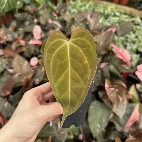 Anthurium magnificum x unknown – Steve's Leaves