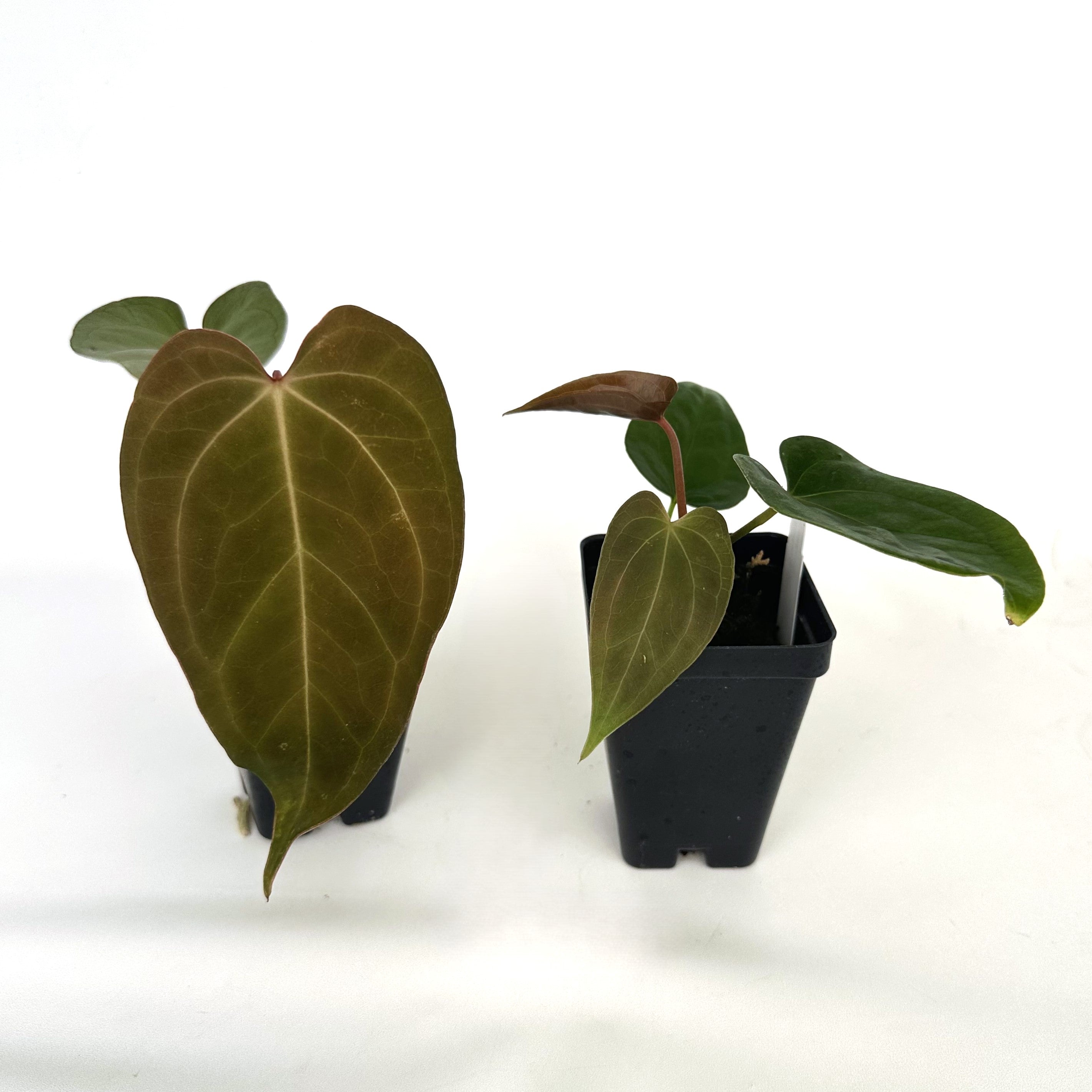 anthurium magnificum dark Anthurium magnificum x unknown