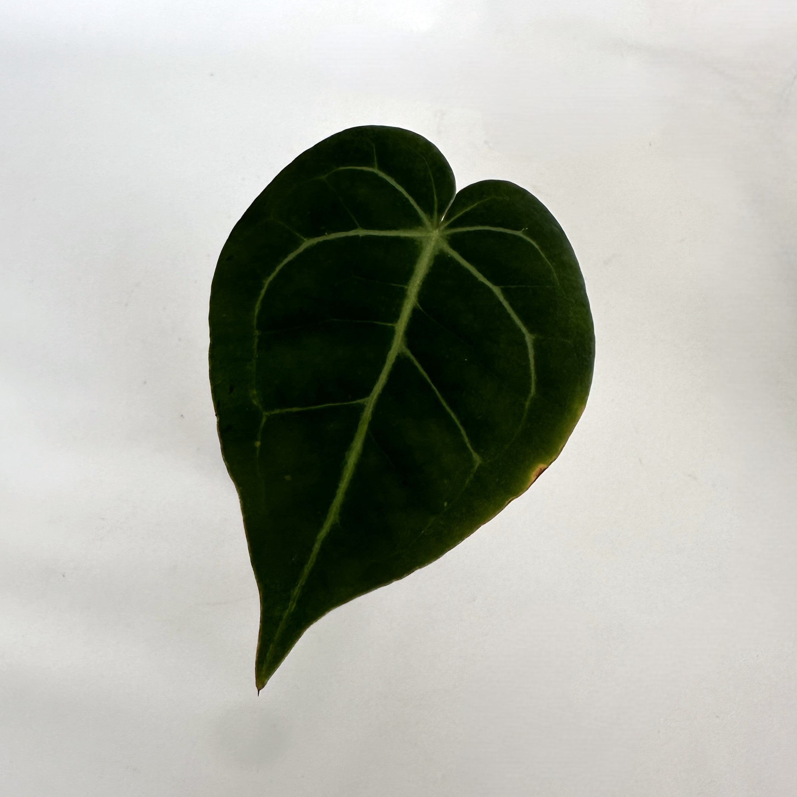 anthurium magnificum vs clarinervium Anthurium crystallinum/magnificum x clarinervium