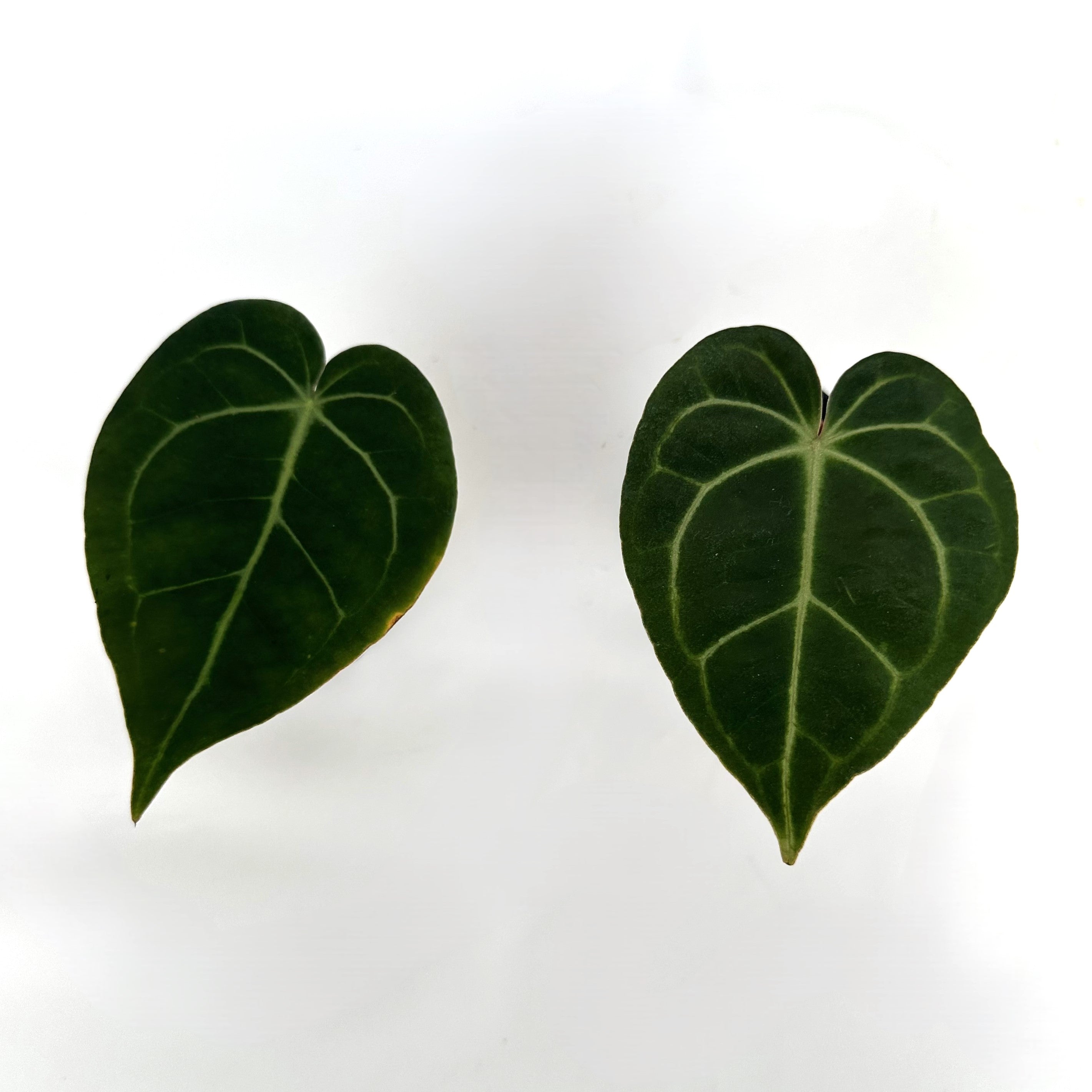 anthurium magnificum vs clarinervium Anthurium crystallinum/magnificum x clarinervium