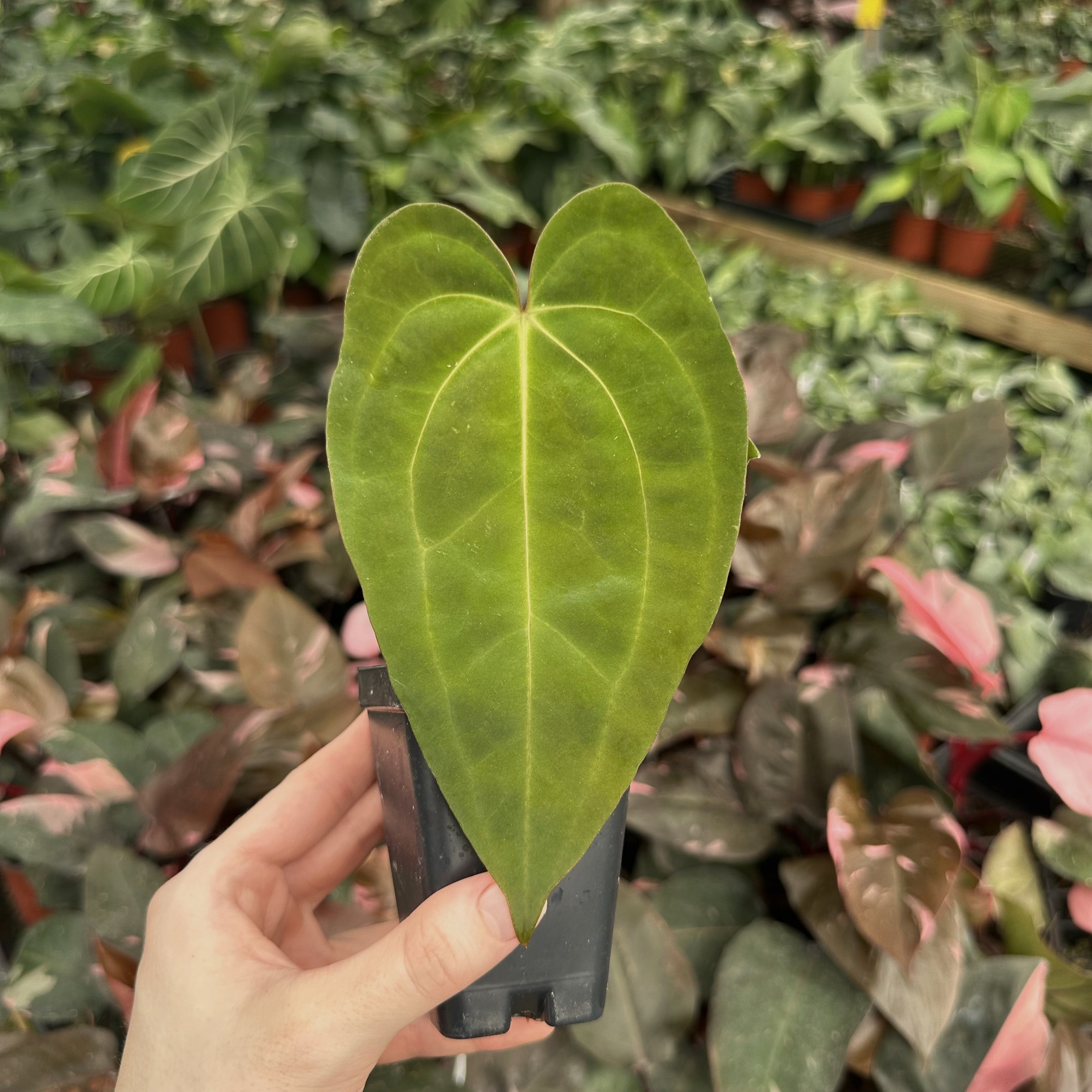 anthurium blue cross blue shield Anthurium 'Blue Velvet' x unknown