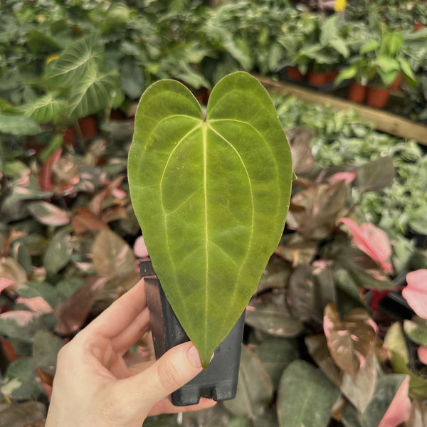 Anthurium 'Blue Velvet' x unknown  Steve's Leaves