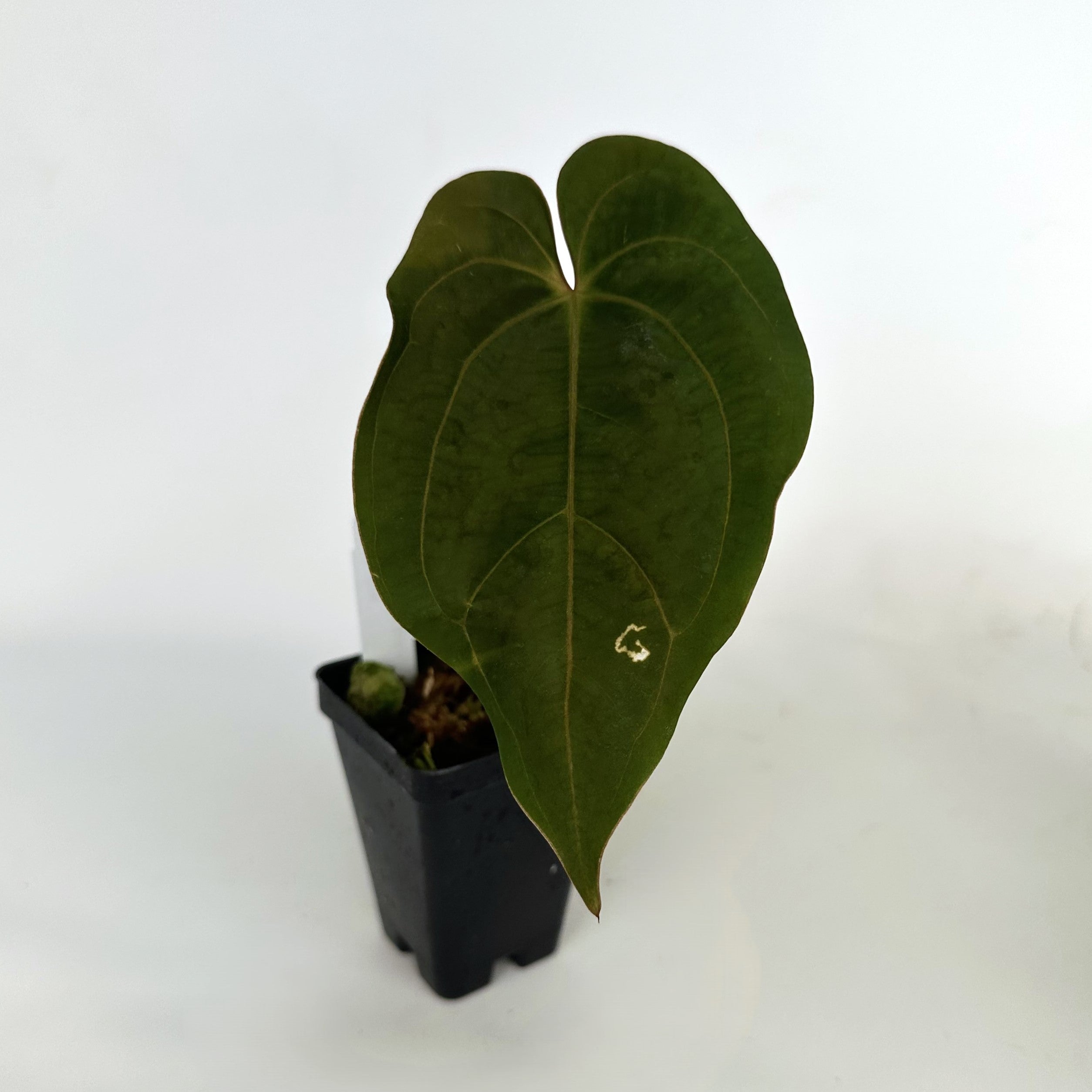 anthurium blue Anthurium 'Blue Velvet' x unknown