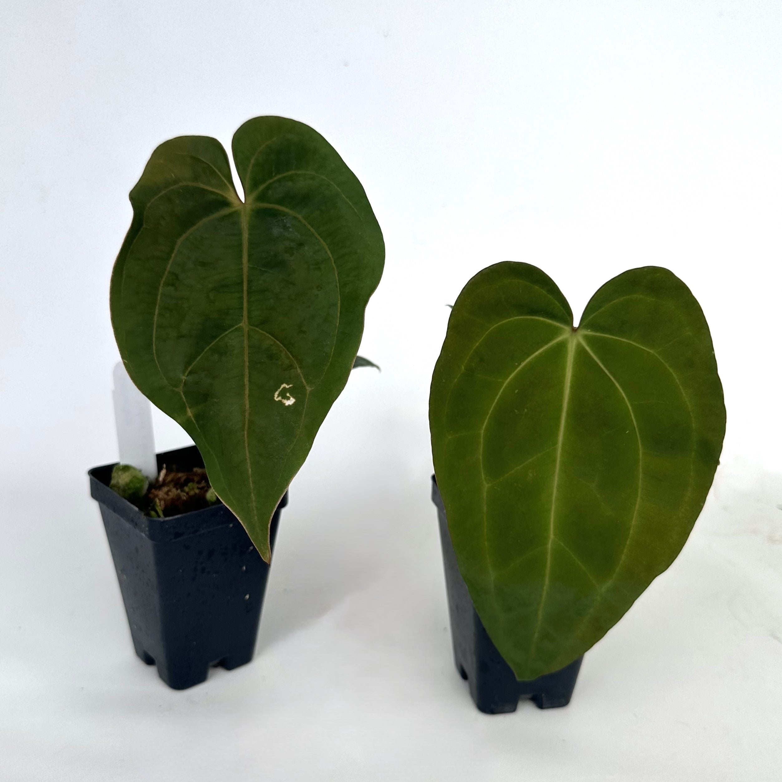 blue anthurium for sale Anthurium 'Blue Velvet' x unknown – Steve's Leaves
