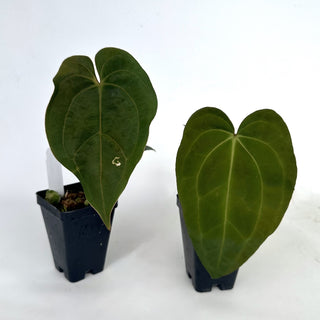 Anthurium 'Blue Velvet' x unknown