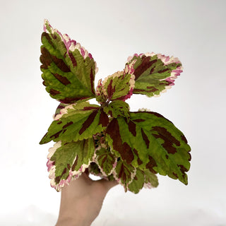 Z-2006 - Plectranthus hybrida (Coleus) 'Anna'