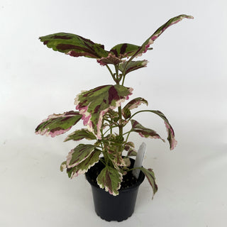 Z-2006 - Plectranthus hybrida (Coleus) 'Anna'