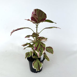 Z-2006 - Plectranthus hybrida (Coleus) 'Anna'