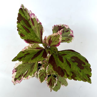 Z-2006 - Plectranthus hybrida (Coleus) 'Anna'