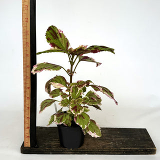 Z-2006 - Plectranthus hybrida (Coleus) 'Anna'