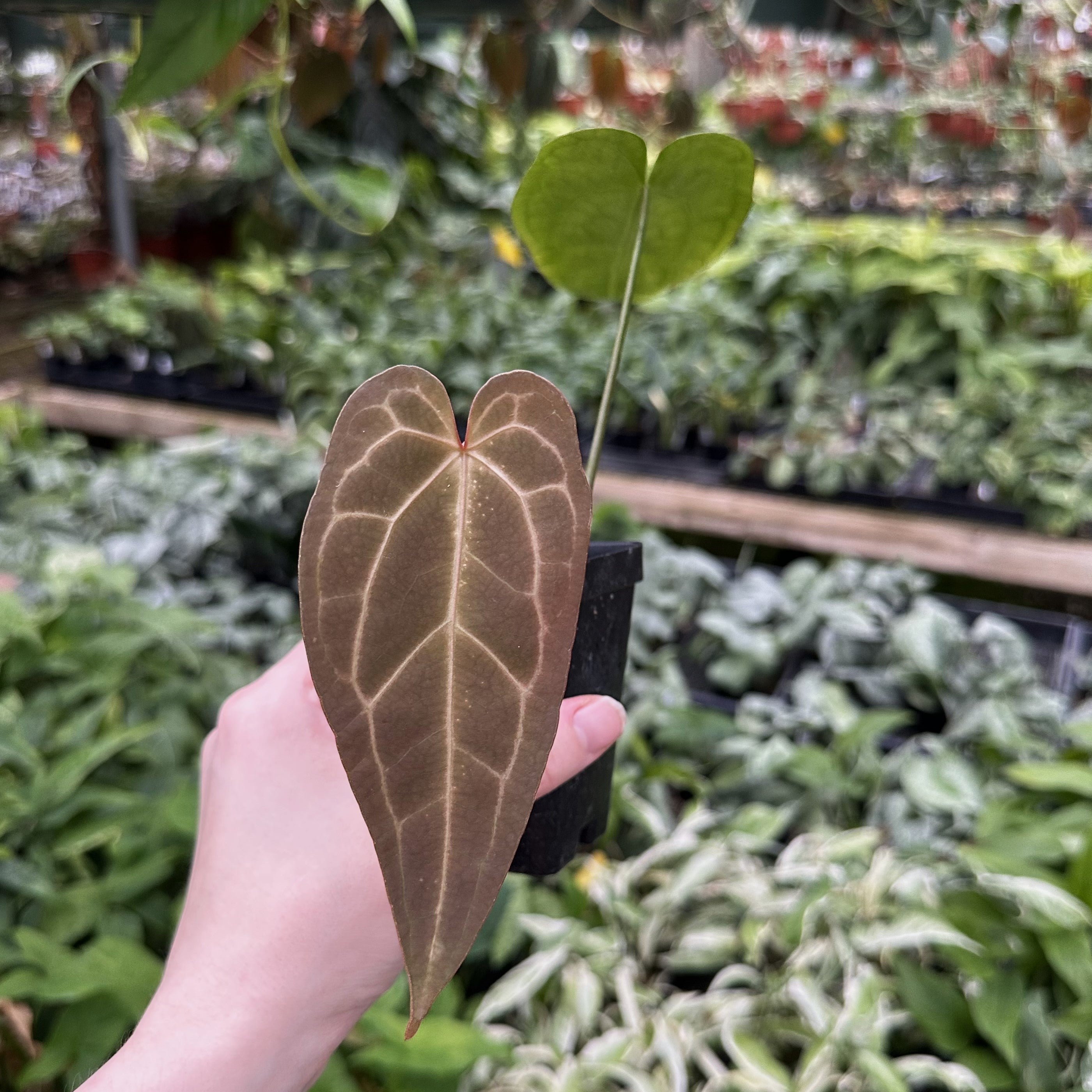 anthurium blue Anthurium 'Blue Velvet' x 'Ace of Spades'
