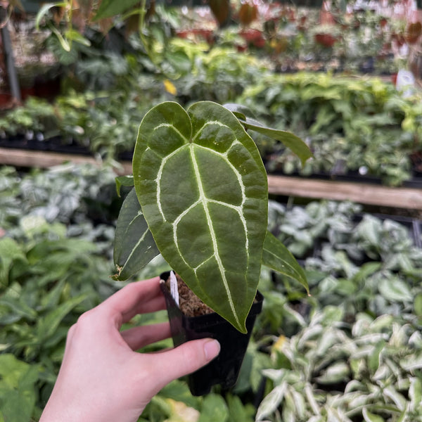 anthurium big trouble Anthurium 'Big Bertha' x 'Doc Block F2' – Steve's Leaves