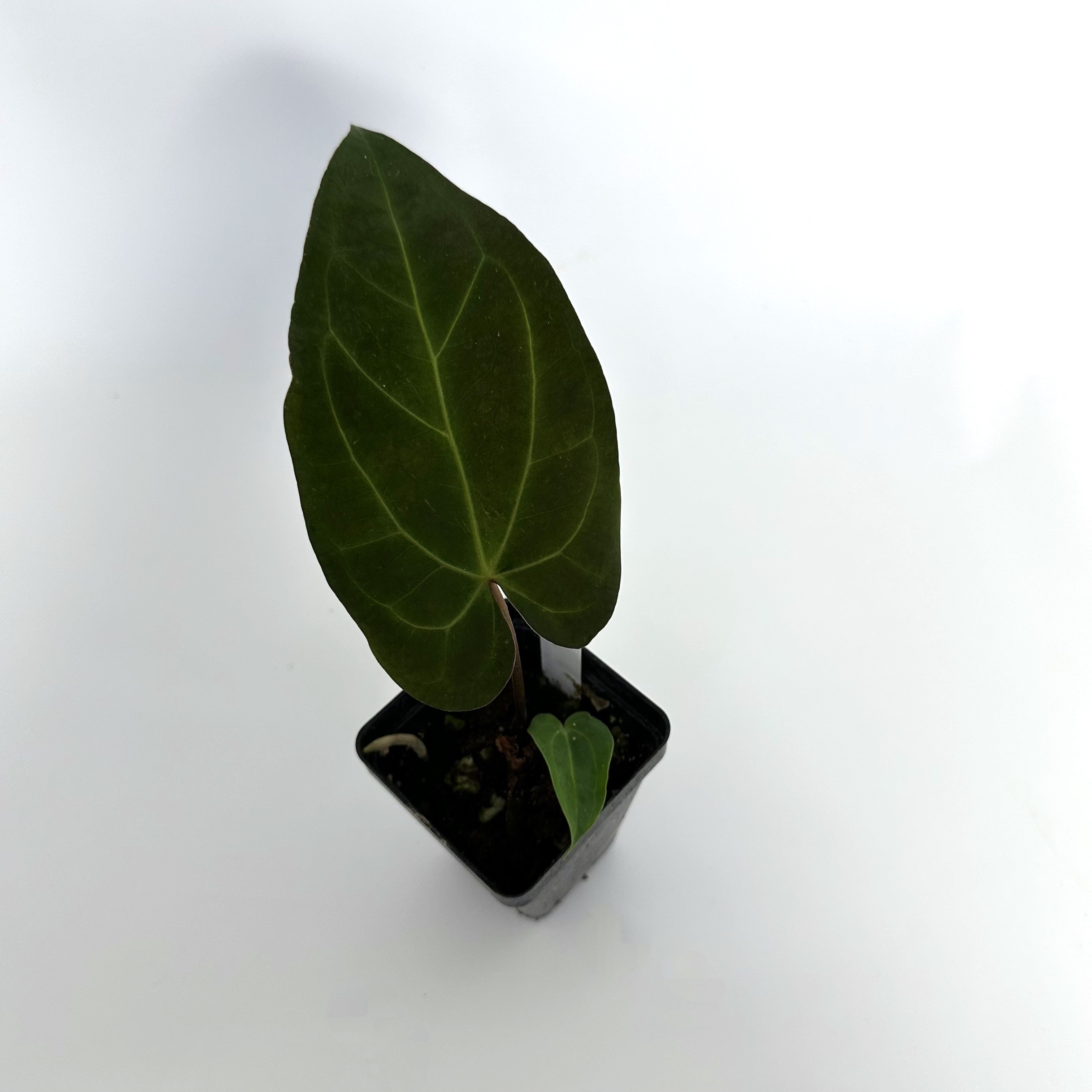 anthurium forgetii x magnificum Anthurium magnificum/forgetii x 'Amelia's Delight'
