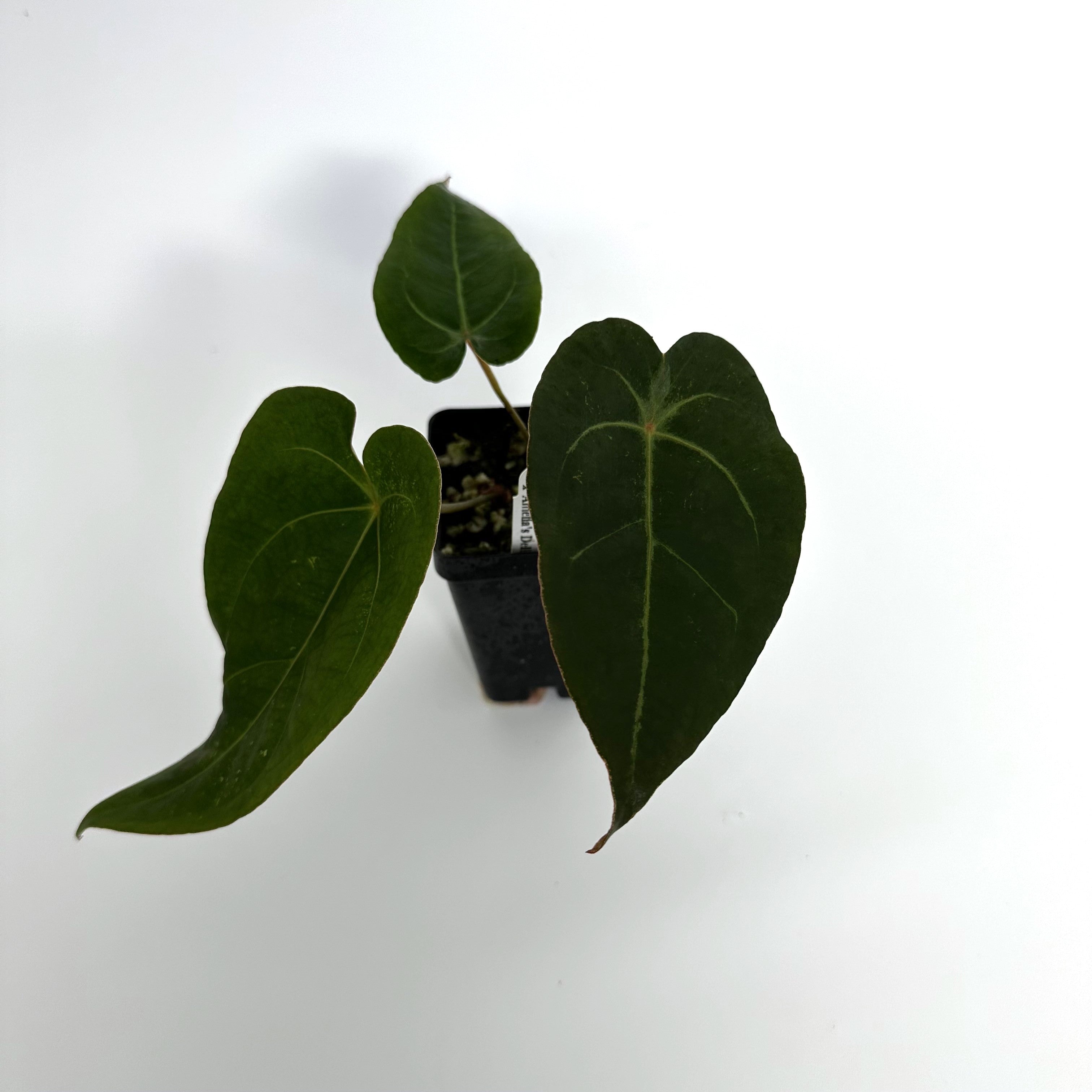 anthurium amelia's delight Anthurium magnificum/forgetii x 'Amelia's Delight'