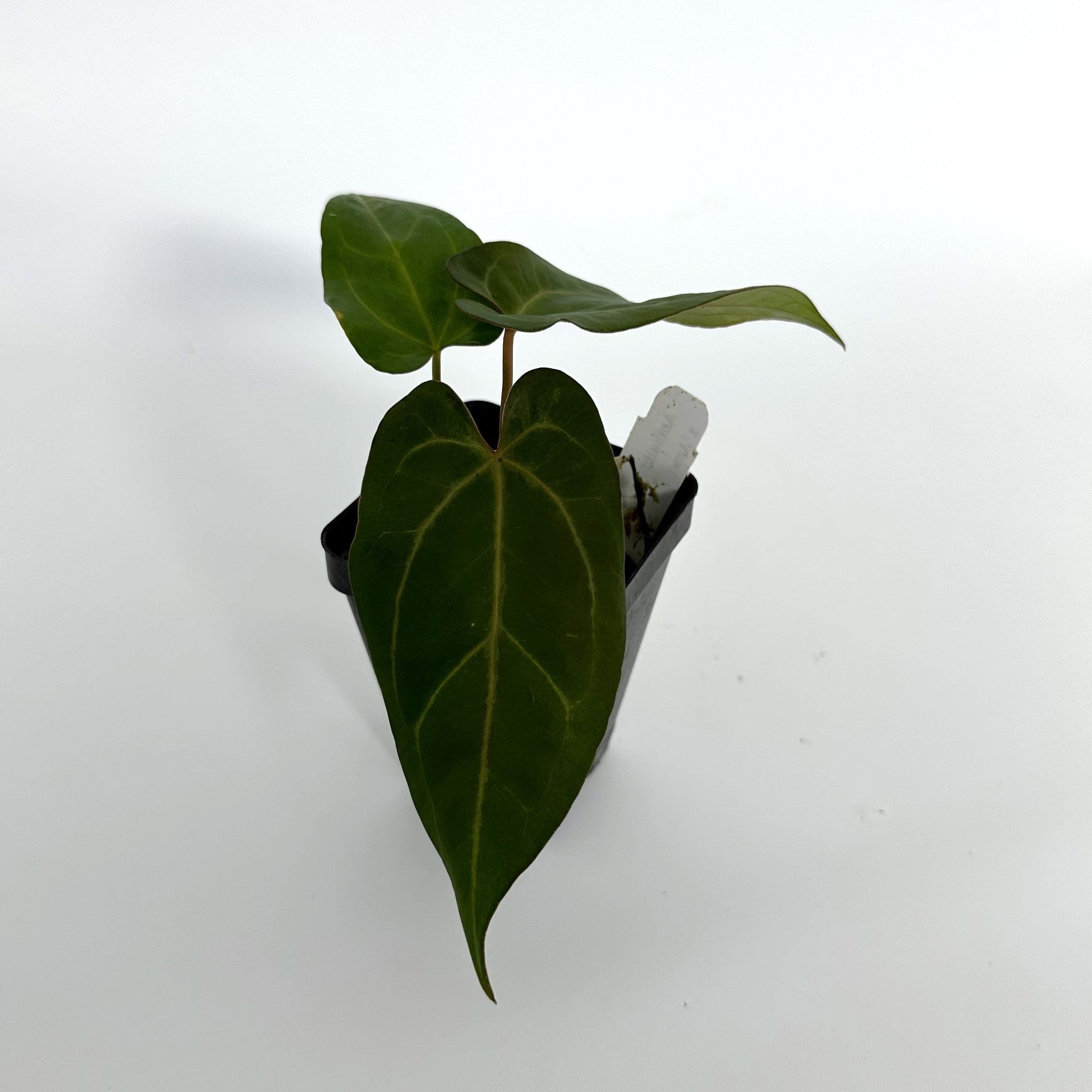 anthurium amelia's delight Anthurium magnificum/forgetii x 'Amelia's Delight'