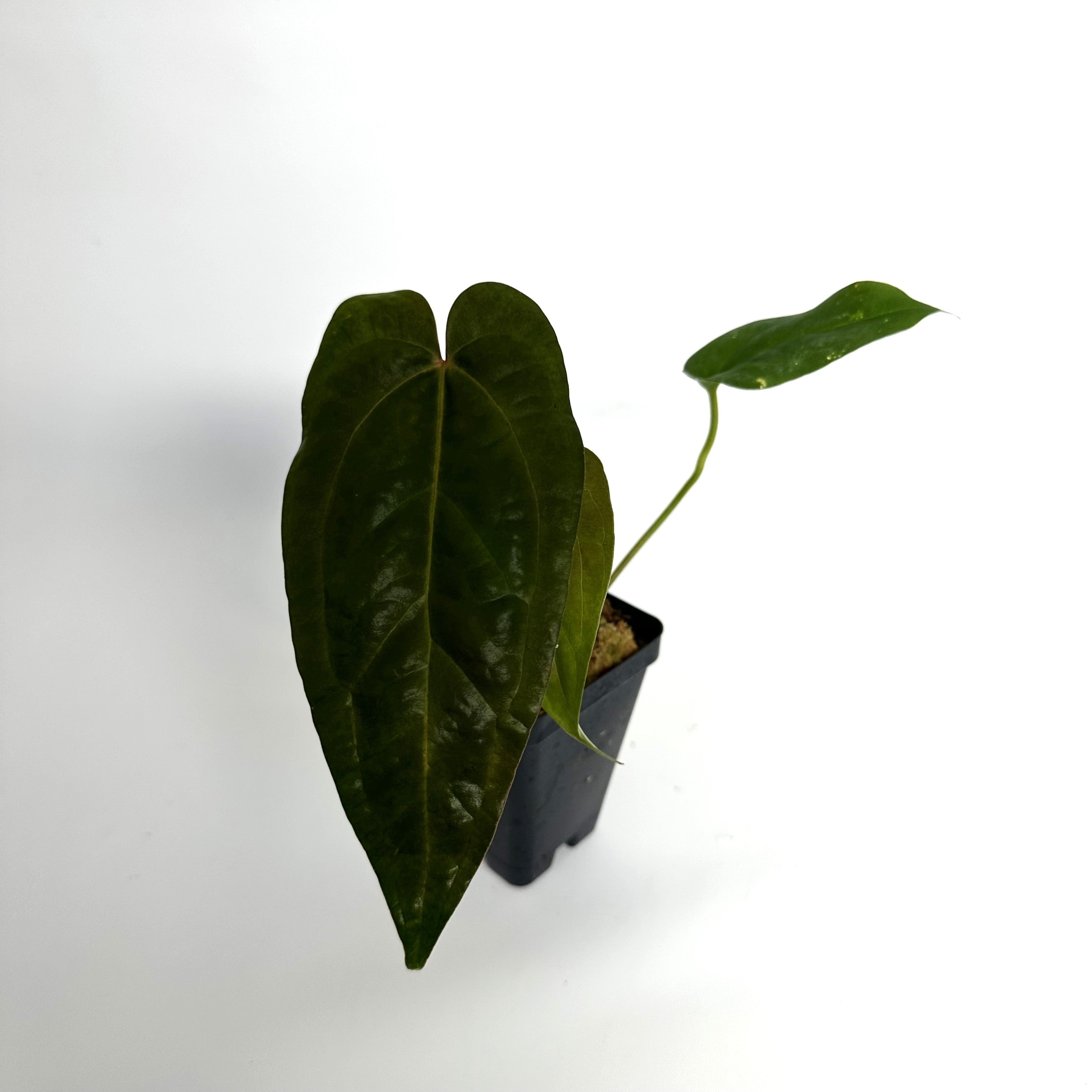 anthurium prince of darkness Anthurium 'Ace of Spades'/papillilaminum x 'Prince of Darkness'